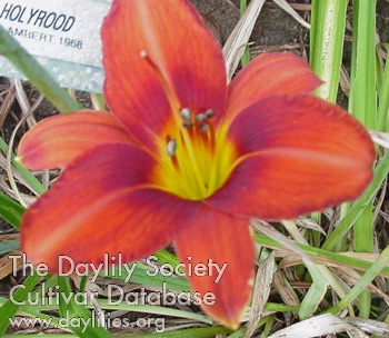 Daylily Holyrood